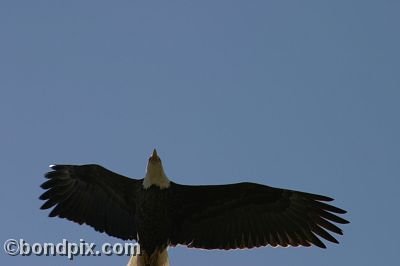 Bald Eagle at Warm Springs Ponds, Montana