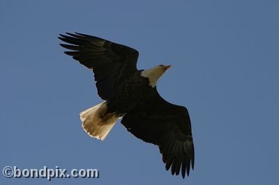 Bald Eagle at Warm Springs Ponds, Montana