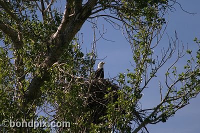 Bald Eagle at Warm Springs Ponds, Montana