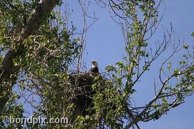 Bald Eagle at Warm Springs Ponds, Montana