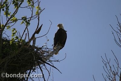 Bald Eagle at Warm Springs Ponds, Montana