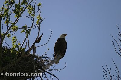 Bald Eagle at Warm Springs Ponds, Montana