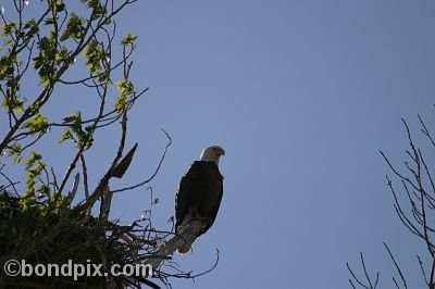 Bald Eagle at Warm Springs Ponds, Montana