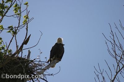 Bald Eagle at Warm Springs Ponds, Montana