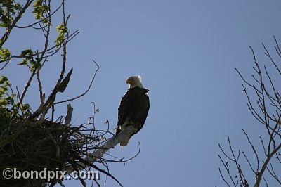 Bald Eagle at Warm Springs Ponds, Montana