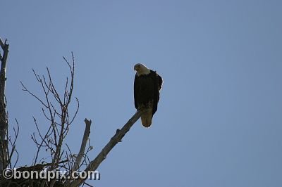 Bald Eagle at Warm Springs Ponds, Montana