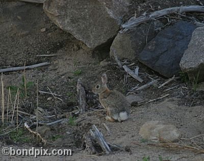 Cottontail rabbit at Warm Springs Ponds, Montana