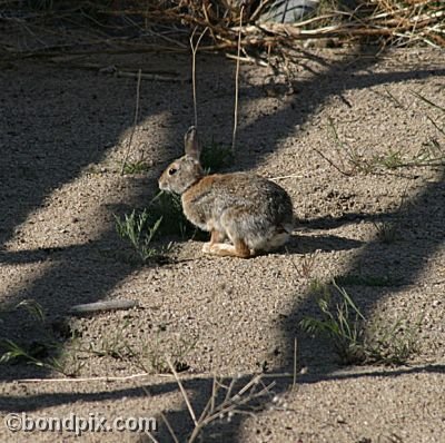 Cottontail rabbit at Warm Springs Ponds, Montana