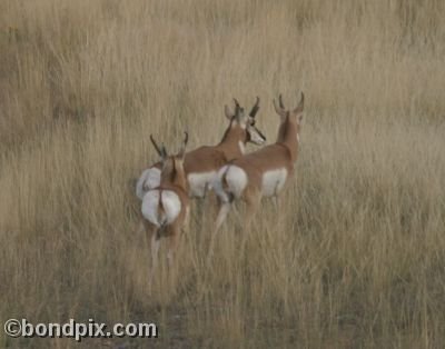 Pronghorn Antelope in Montana