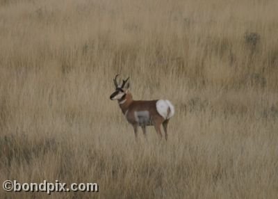 Pronghorn Antelope in Montana