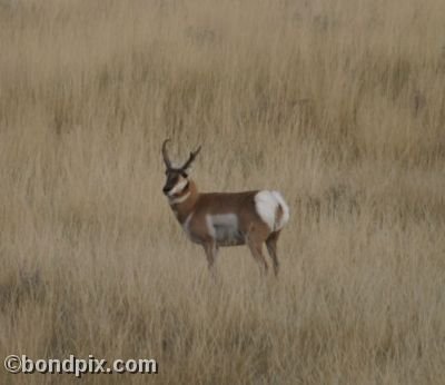 Pronghorn Antelope in Montana