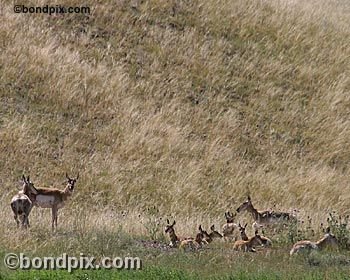 Antelope in the Deer Lodge valley in Montana