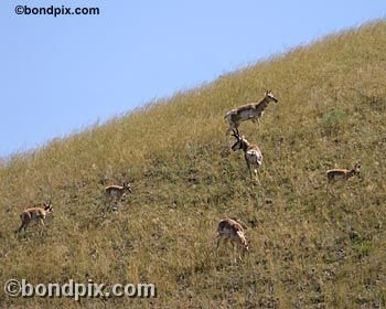 Antelope in the Deer Lodge valley in Montana