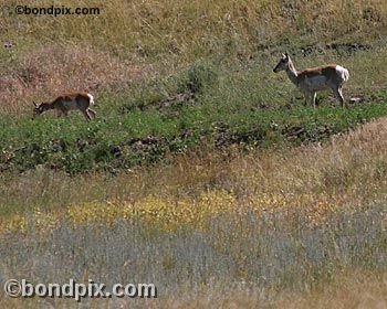 Antelope in the Deer Lodge valley in Montana