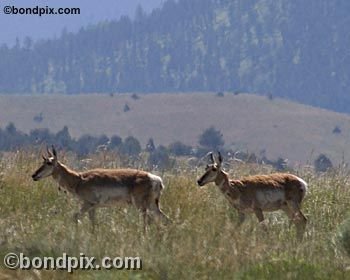 Antelope in the Deer Lodge valley in Montana