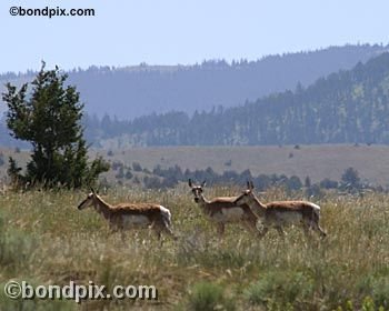 Antelope in the Deer Lodge valley in Montana