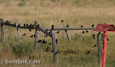 Large flock of black birds on a fence