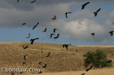 Large flock of black birds take flight