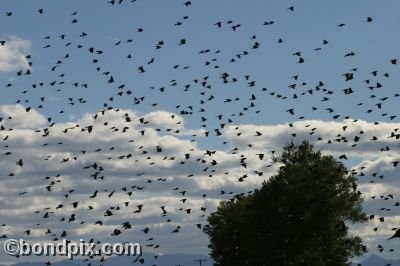 Enormous flock of black birds take flight