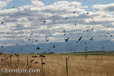 Large flock of black birds take flight