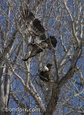 Bald Eagles flying from a tree in Montana