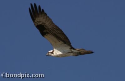 Osprey in flight over Montana