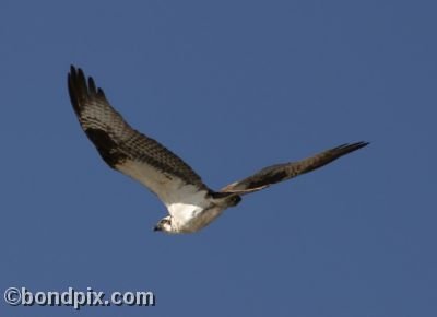 Osprey in flight over Montana