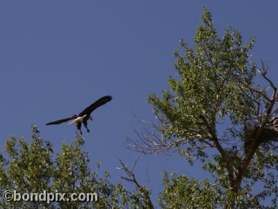 Bald Eagle lands on a tree branch in Warm Springs, Montana