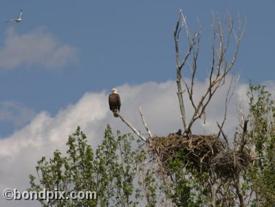 Bald Eagle perches on a branch near its nest in a tree, whilst a gull circles overhead.