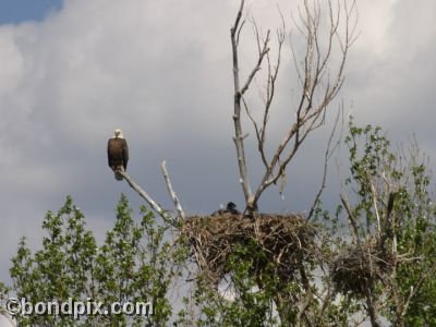 A Bald Eagle and a baby eagret in its nest in a tree in Warm Springs, Montana