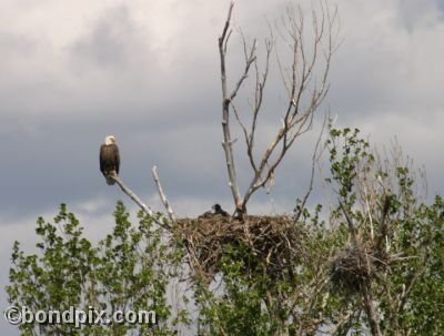 A Bald Eagle keeps an eye on a baby eagret in its nest in a tree in Warm Springs, Montana