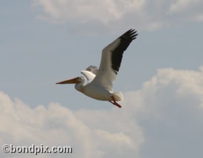 A Pelican flies over Warm Springs ponds in Montana