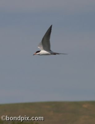 A tern hovers over Warm Springs ponds in Montana