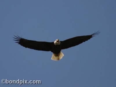 A Bald Eagle screeches as it flies overhead at Warm Springs ponds, Montana