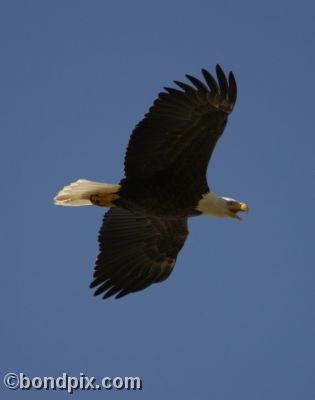 A Bald Eagle screeches as it flies overhead at Warm Springs ponds, Montana