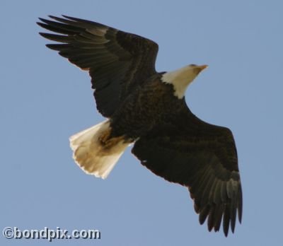 A Bald Eagle flies overhead at Warm Springs ponds, Montana