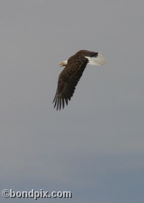 A Bald Eagle screeches as it flies overhead at Warm Springs ponds, Montana