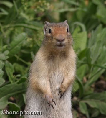 A Gopher peers out from a field in Deer Lodge, Montana