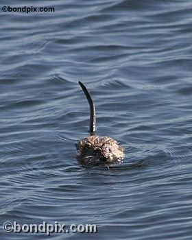 Muskrat on Warm Springs pond in Montana