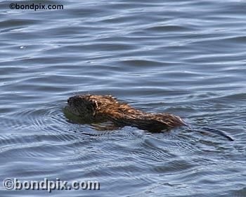 Muskrat on Warm Springs pond in Montana