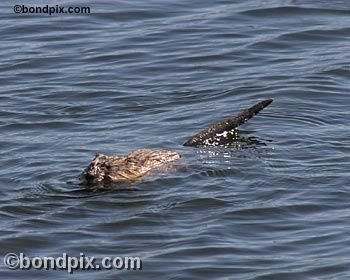 Muskrat on Warm Springs pond in Montana