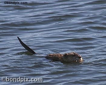 Muskrat on Warm Springs pond in Montana