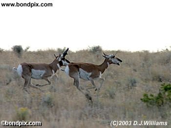 Antelope in the Deer Lodge valley in Montana