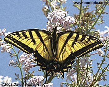 Swallowtail Butterfly