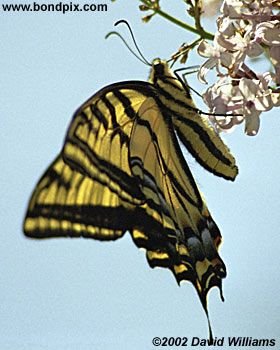 Swallowtail Butterfly