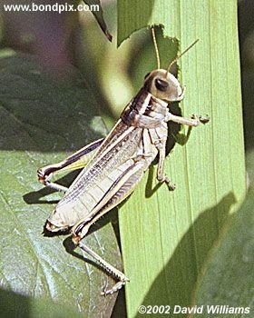 Grasshopper