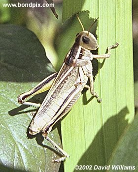 Grasshopper