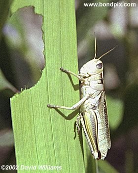 Grasshopper