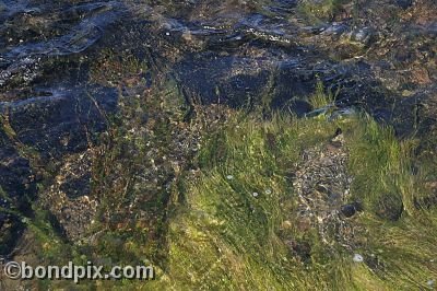 Some of the natural features of Yellowstone Park