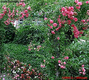 Colorful Butchart Gardens in Victoria, BC